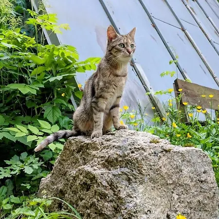 Huette Fuchsbau - Ruheort Mitten Im Wald Appartamento *